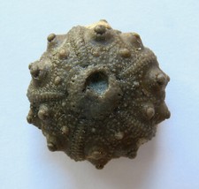 Oursin fossile régulier du Kimméridgien : Acrocidaris sp