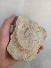 Ammonite, empreinte, Fossiles