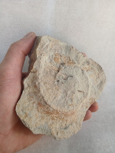 Ammonite empreinte fossiles - empreinte,,