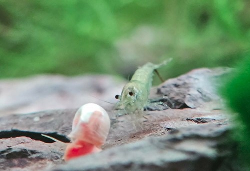 Escargots eau douce aquarium - escargots,