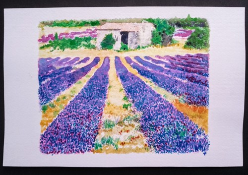 Aquarelle lavande mas provence - lavande,