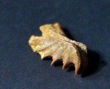 Dent Fossile Poisson-scie géant Ceratodus, Kem Kem