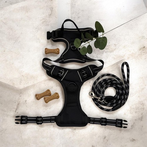 Set harnais chien - +, laisse