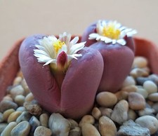 4 graines de LITHOPS ROUGE(Lithops Optica Rubra)H443 SEEDS SEMILLAS SAMEN SEMI
