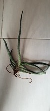 Gasteria carina var varrucosa - gasteria,