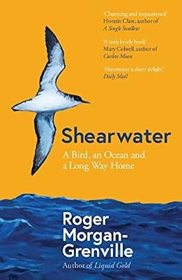 Shearwater bird an ocean - a, bird,