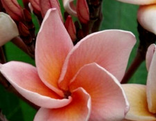 3 graines FRANGIPANIER SAUMON