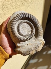ANETOCERAS AMMONITE