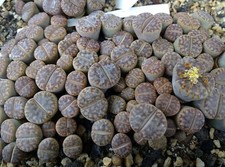 Lithops mennellii cactus - lithops,