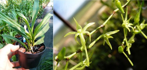 Angraecum calceolus