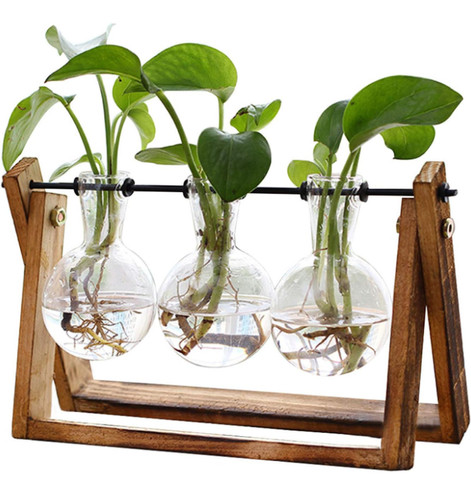 Plant terrarium with - plant, wooden