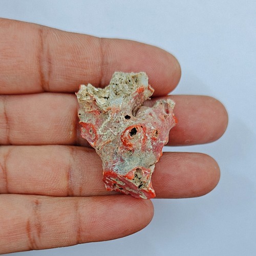Très ancien corail rouge