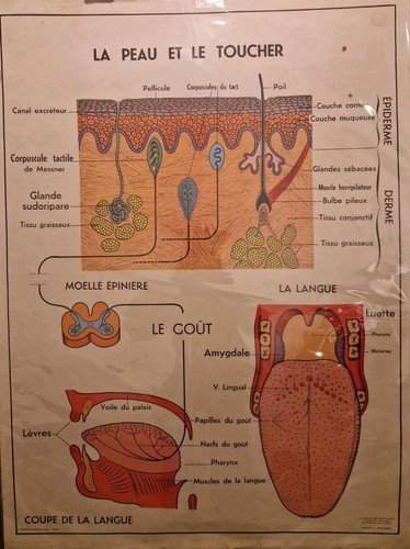 Ancienne affiche scolaire - ancienne,