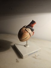 Modèle anatomique cœur
