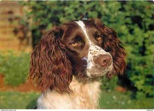 Animaux - Chiens - Epagneul