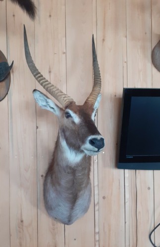 Taxidermie taxidermy cob - taxidermie,