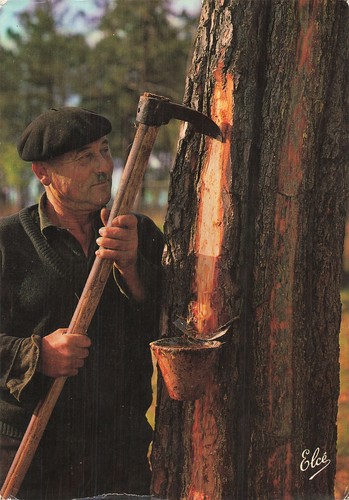 Les landes un - les, resinier