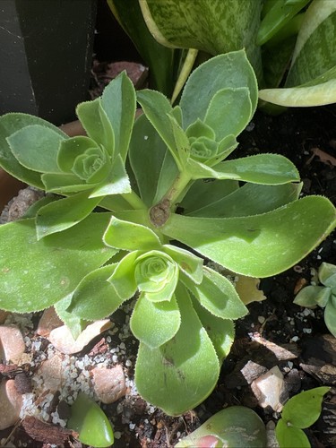 Aeonium balsamiferum - balsamiferum,