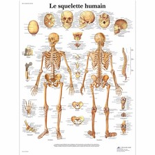 Modèle Anatomique Squelette