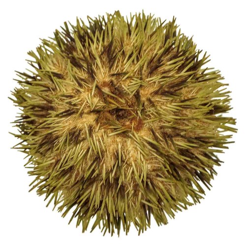 Oursin pseudoboletia maculata