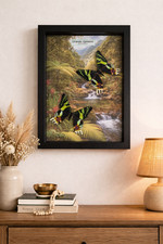 cadre papillon,  butterfly