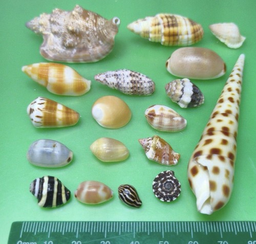 Coquillage japon rare - du,