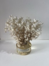 CORAIL Blanc DUR  Pocillopora