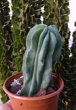 MYRTILLOCACTUS GEOMETRIZANS