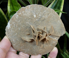 Gypse rose des sables maroc - gypse,