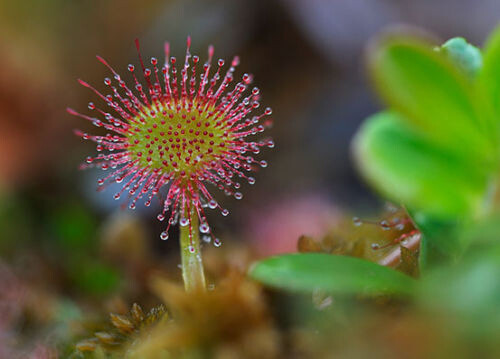 Drosera rotundifolia 10 - drosera,