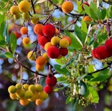 3 Boutures Arbousier - Arbre à Fraises - Arbutus Unedo + HORMONE OFFERT