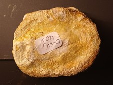 Fossile De Vertèbre (Cétacé