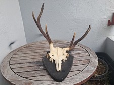 Trophée de cerf élaphe tête bizarde #0306(3)