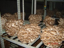 2 x graines de champignons shiitake concentré Mycélium frai séché NEUF * 30 g...