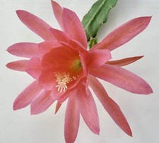 Epiphyllum oxypetalum cv
