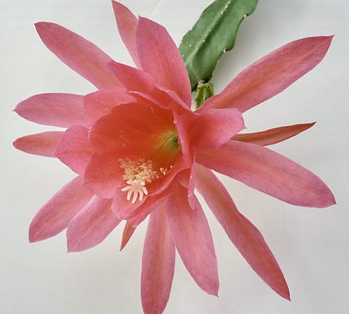 Epiphyllum oxypetalum - , cv