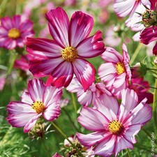 Lot De 10 Graines Cosmos Picotée Semences Graines Seed, Plante Annuelle