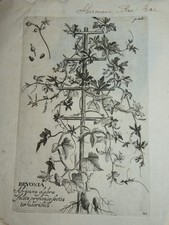 Ecole HOLLANDAISE XVII GRAVURE BOTANIQUE PLANTE BRYONIA PAUL HERMANN 1680 a
