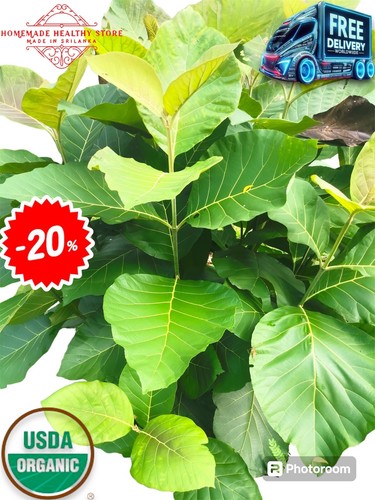 Teak leaves sun dried - leaves,