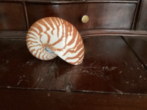 Rare petit nautile zêbré