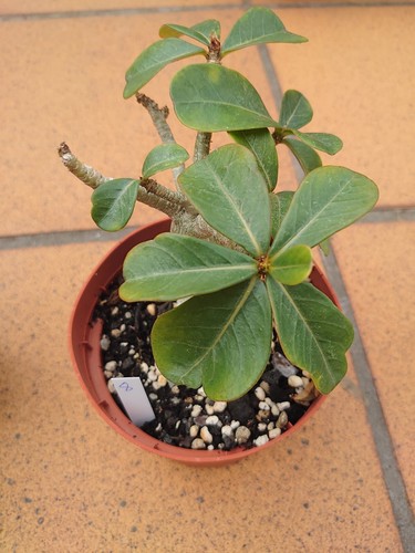 Adenium obesum - adenium,