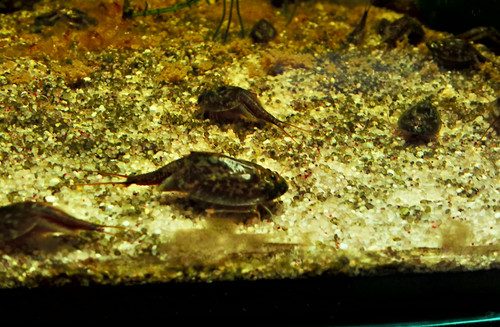 Crabes préhistoriques triops - préhistoriques,
