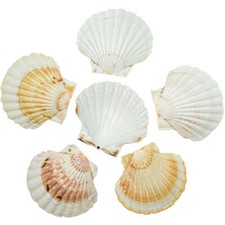 Coquillages pecten maximus - 10 à 12 cm - Lot de 3