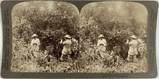 Jamaïque, un Citronnier, Vintage albumen print, ca.1890, Stéréo Tirage vintage, 