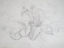 Fraisier DESSIN ORIGINAL Botanique Plante Fruit Fleurs 1856