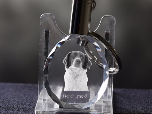 épagneul français chien - Épagneul, français,