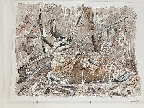 Bécasse des bois - , aquarelle