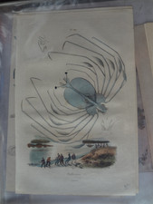 Gravure ancienne XIX Nature 