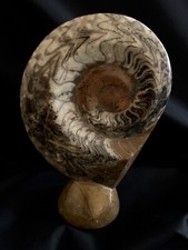 Fossile de collection, ammonite, poli, pied taillé, marron, blanc, noir, Maroc