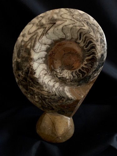Ammonite poli pied - poli,, taillé